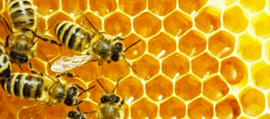 Honey Bee Keeping