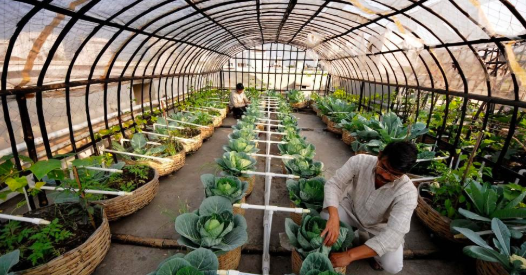 Organic Rooftop Farming